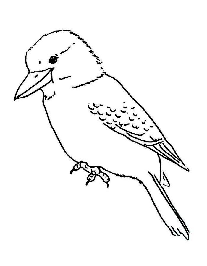 Kookaburra  coloring page