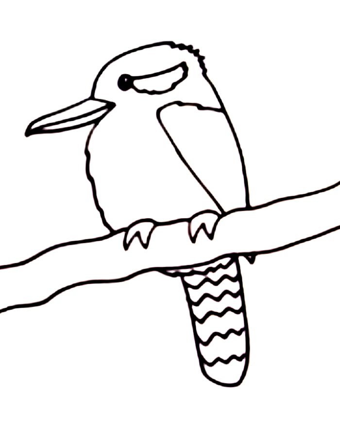 Kookaburra Line Drawing Coloring Page