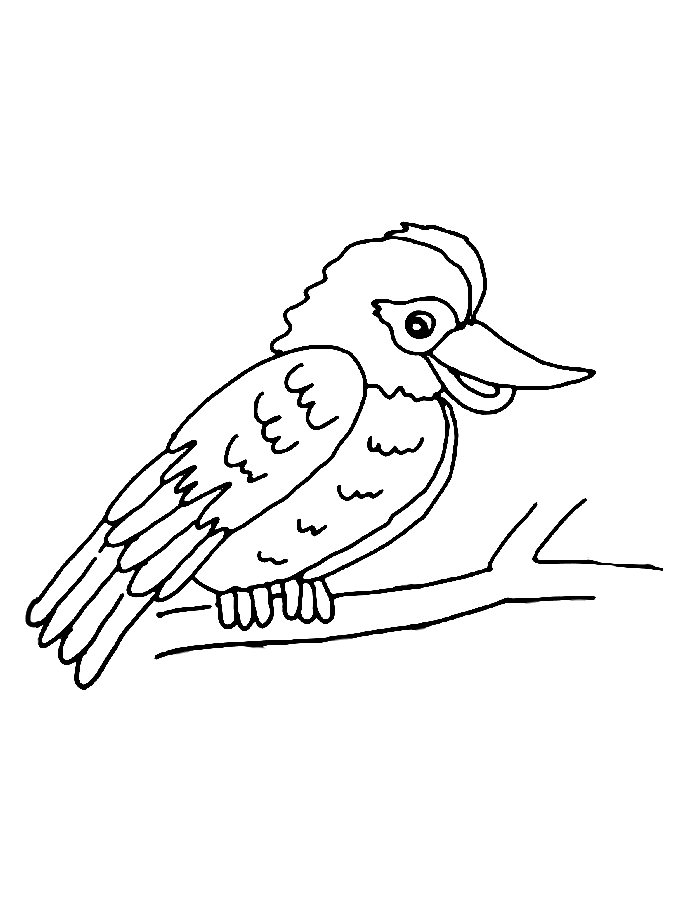 Kookaburra Outline Coloring Page