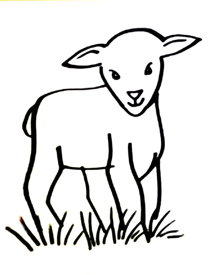 Lamb Animal Coloring Page