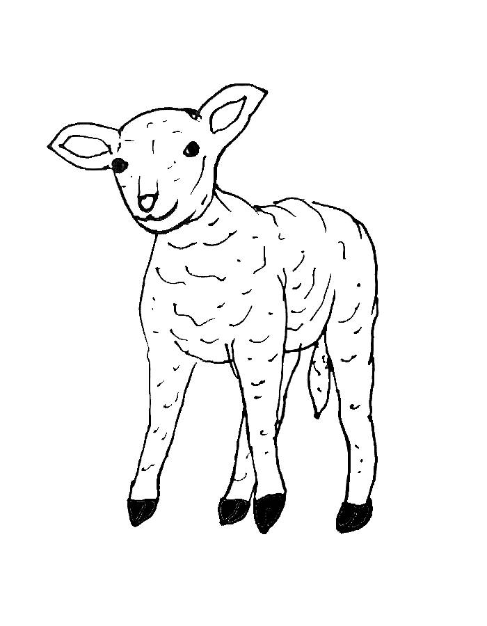 Lamb Easy Sheep Drawing
