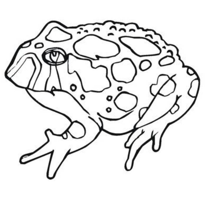 Land Toad Coloring Page