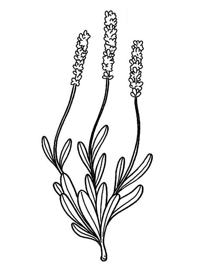 Lavender Lavender Coloring Page