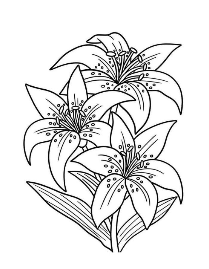 Lily Images Drawing Coloring Page