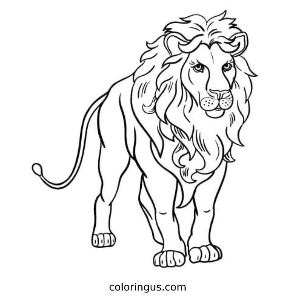 Lion Picture Drawing For Kids Coloring Page