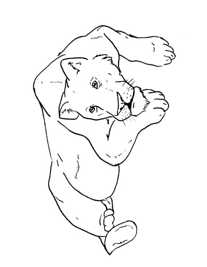 Lioness Printable Pdf Lioness Printable Pdf Coloring Page