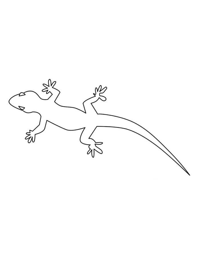 Lizard For Beginners