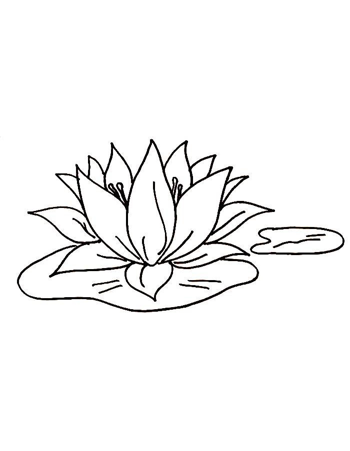 Lotus Flower Line Art Coloring Page