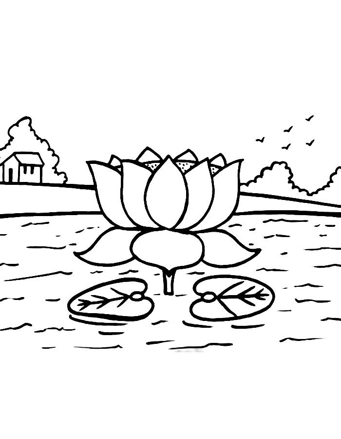 Lotus In A Pond Coloring Page