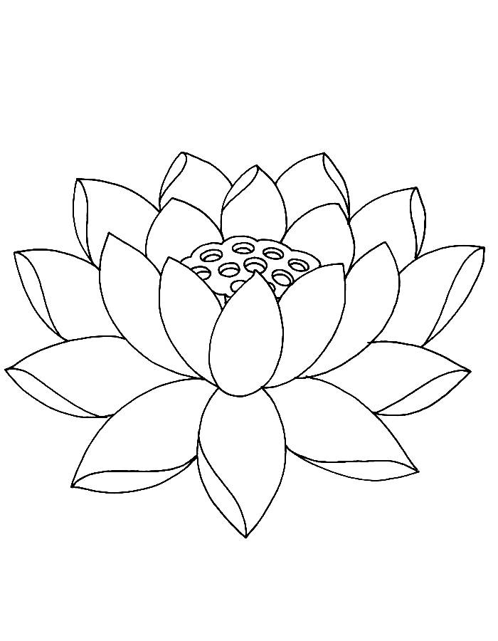 Lotus Outline Coloring Page