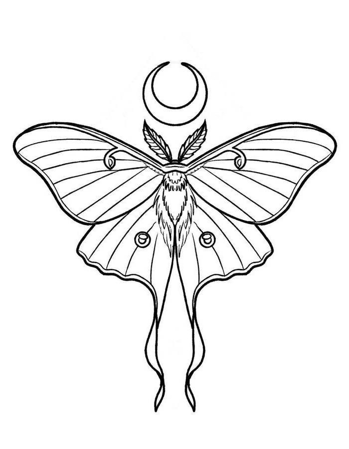 luna moth butterfly art
