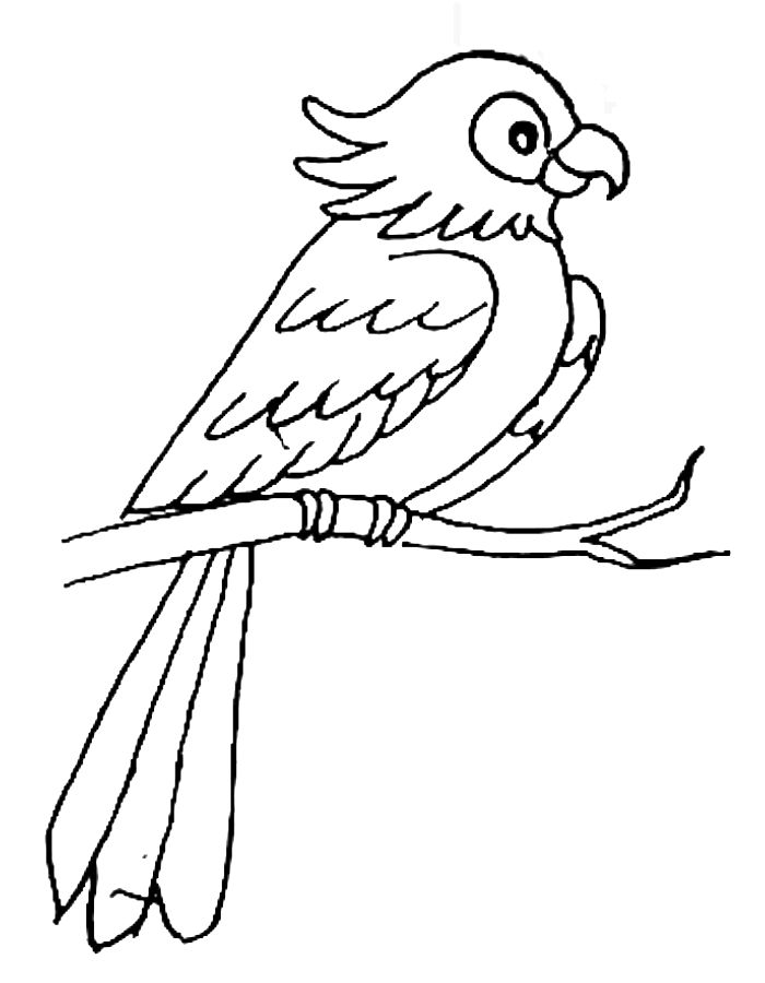 Macaw Bird Coloring Page