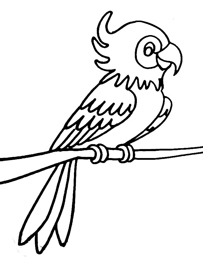 Macaw  coloring page