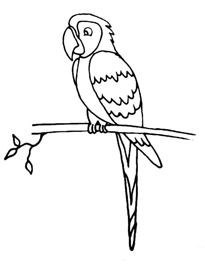 Macaw Line Drawing Coloring Page