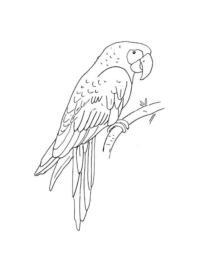 Macaw Outline Sketch