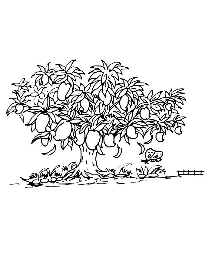 Mango Tree Drawing Coloring Page