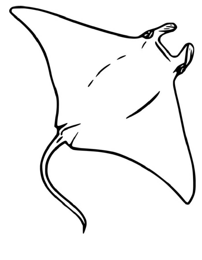 Manta Ray Coloring Page