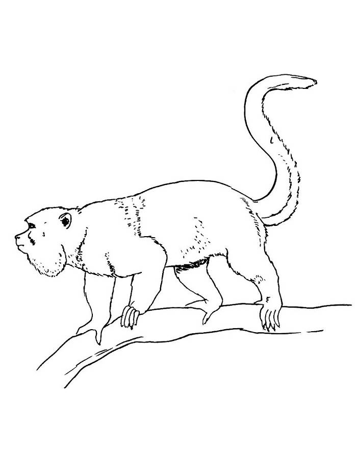 Mantled Howler Monkey Coloring Page