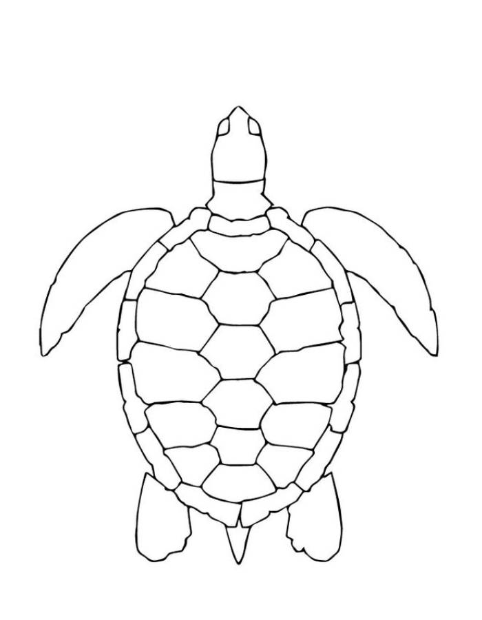 Map Turtles Coloring Page