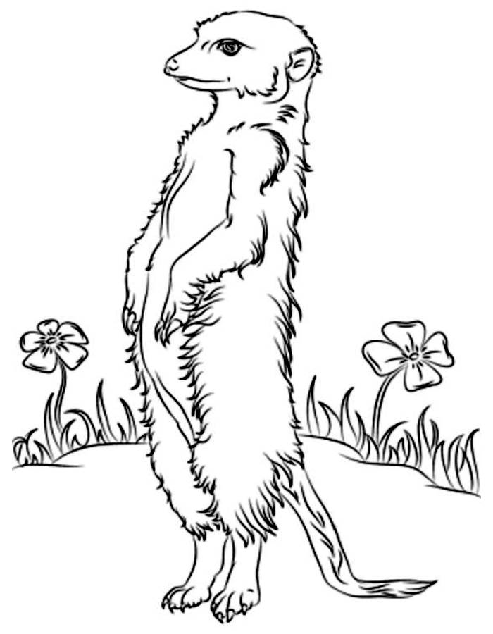 Meerkats Coloring Page