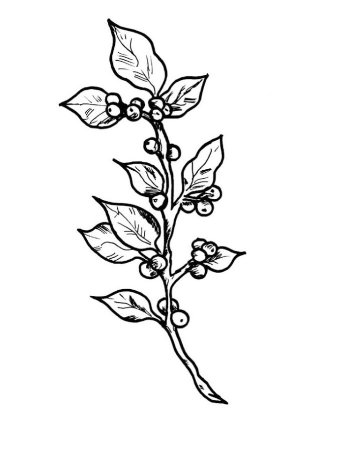 Mistletoe Plant Coloring Page