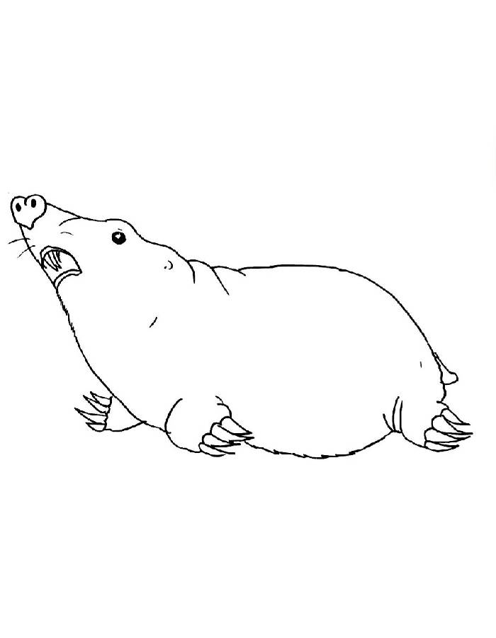 Mole Animal Coloring Page