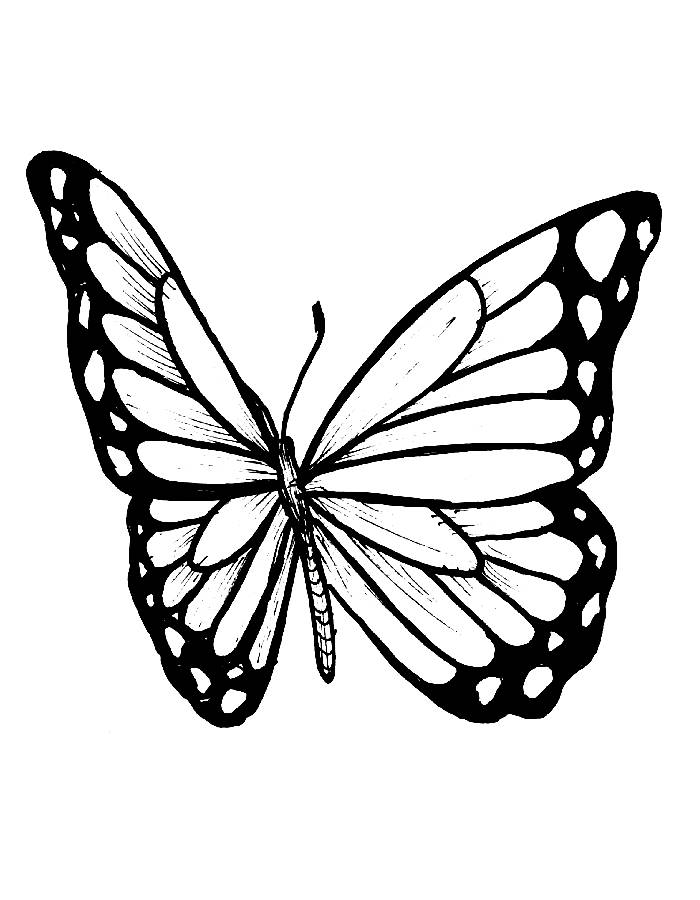 Monarch Butterfly Printable Black And White