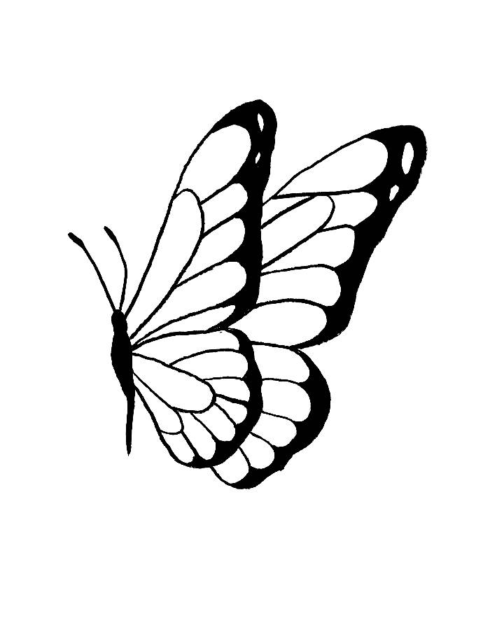 Monarch Butterfly Sketch Drawing For Beginners