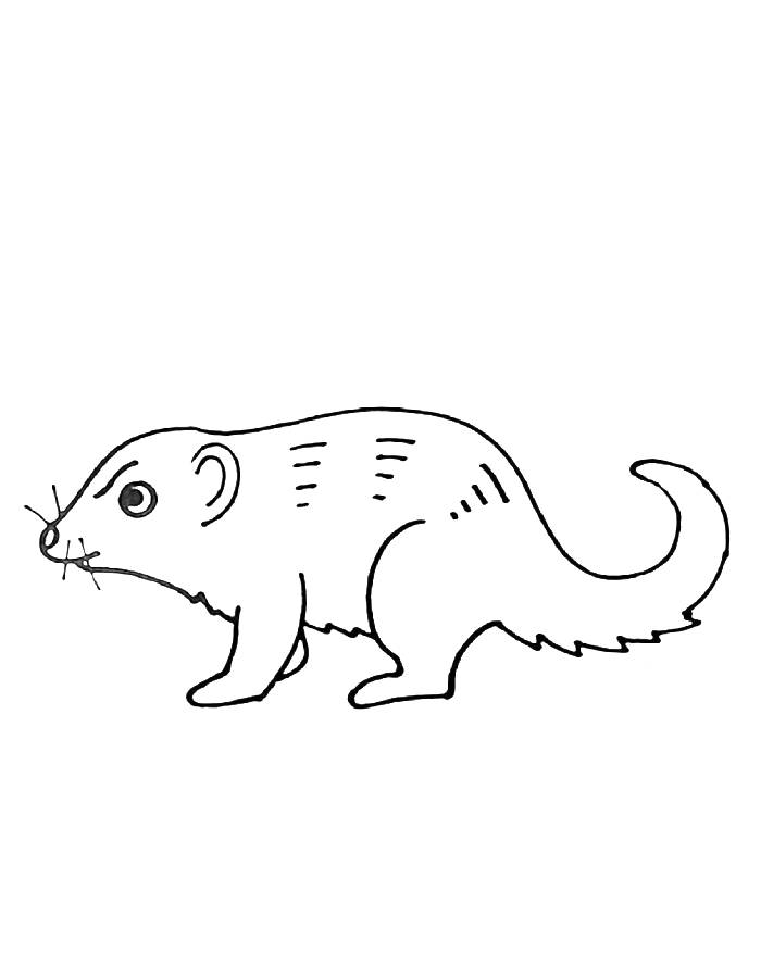 Mongoose Coloring Page