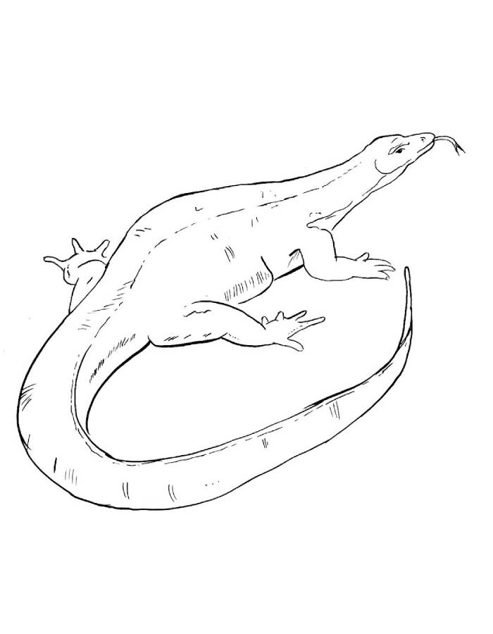 Monitor Lizards Reptiles Coloring Page