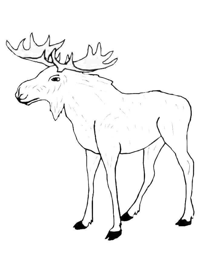 Moose Book Coloring Page