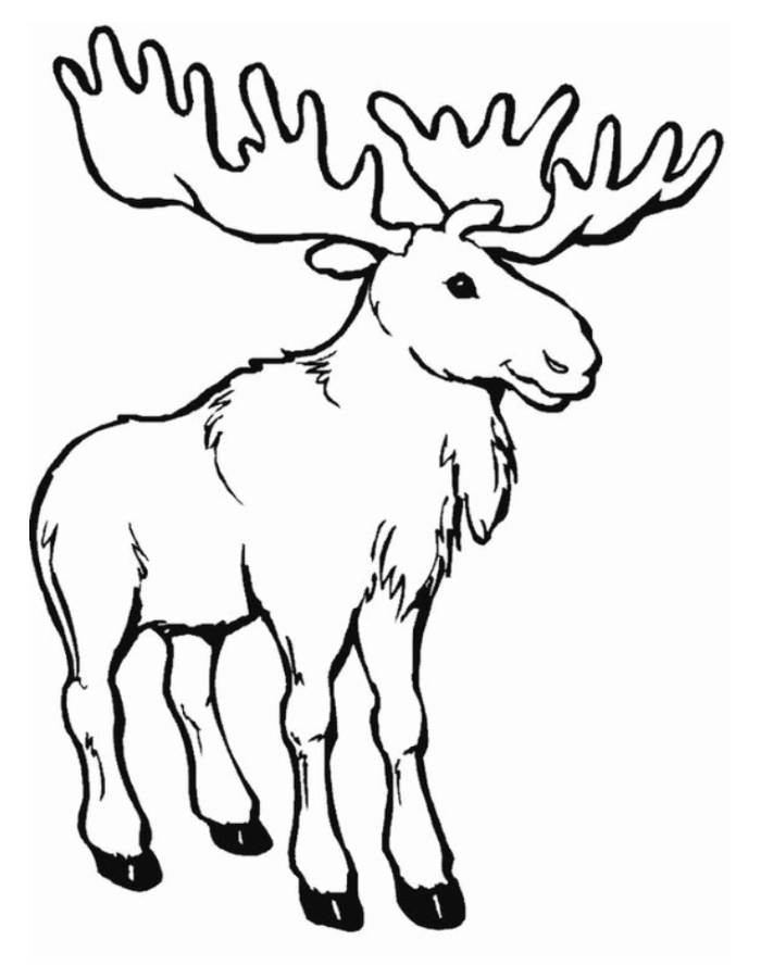 Moose  coloring page