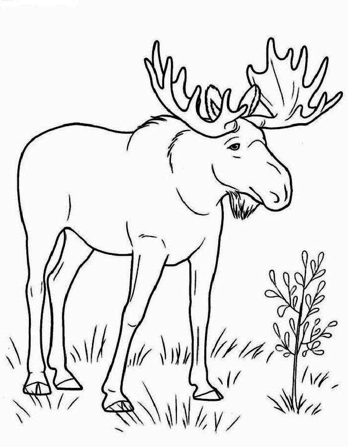 Moose Pictures Coloring Page