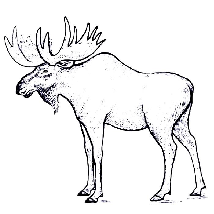 Moose Head Coloring Page