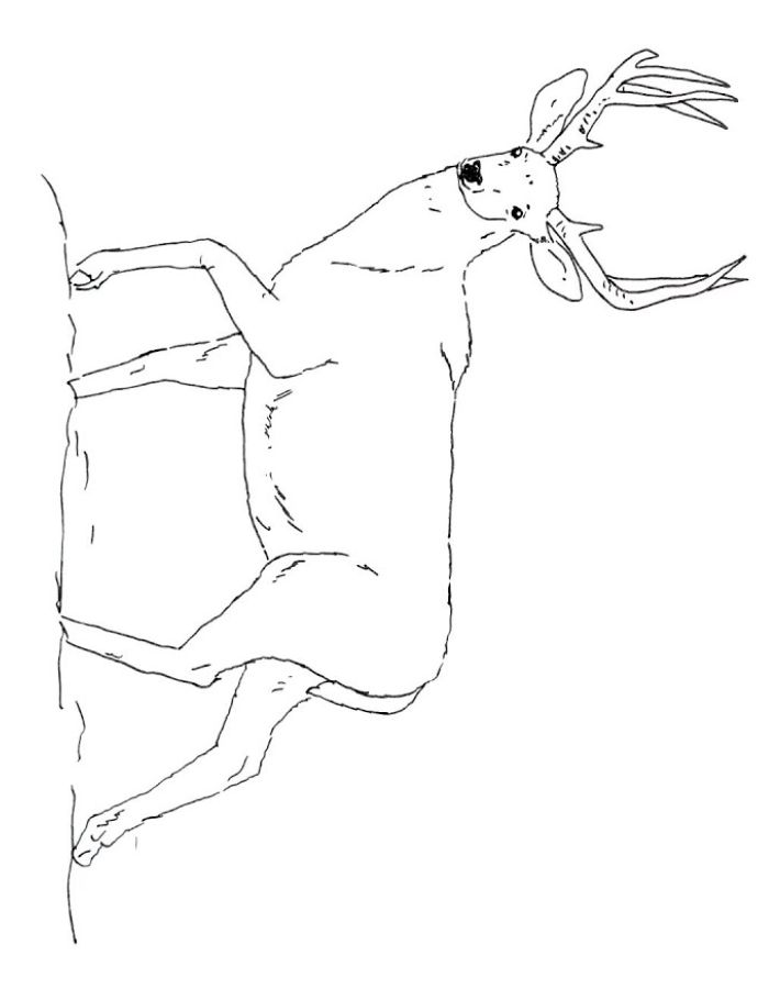 Mule Deer Buck Drawing Easy Coloring Page