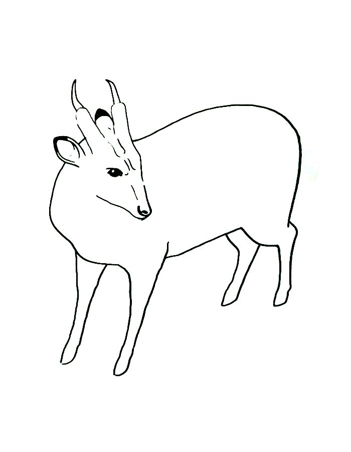 Muntjac Deer Coloring Page