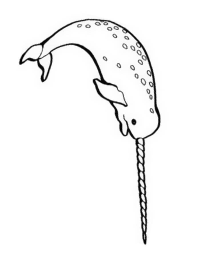 Narwhal Color Coloring Page