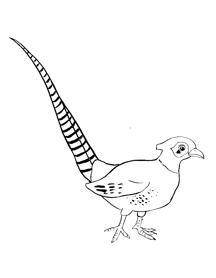 Necked Pheasant Bird Drawing Coloring Page