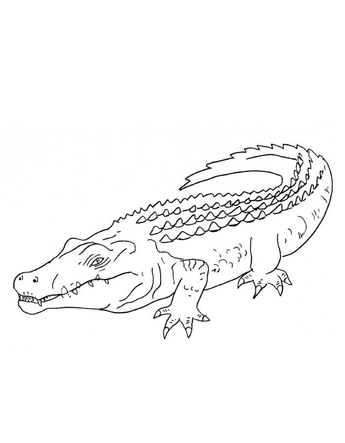 Nile Crocodile Coloring Page