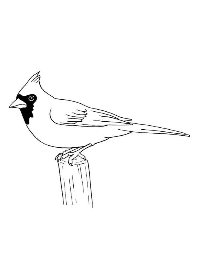 Northern Cardinal Bird Outline