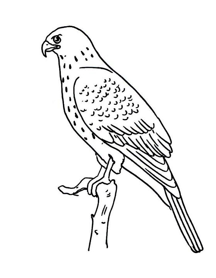 Northern Goshawk Coloring Page