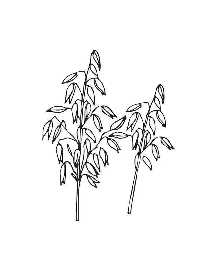 Oats Plant Sketch Oats Plant Sketch Coloring Page