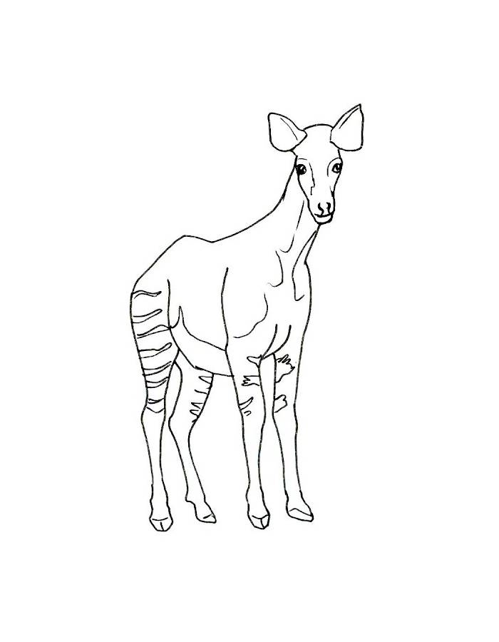 Okapi Animal Coloring Page