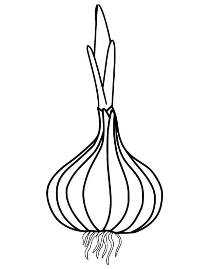 Onion Drawing Coloring Page