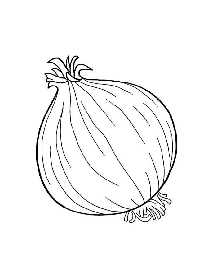 Onion Free Printable Onion Free Printable Coloring Page