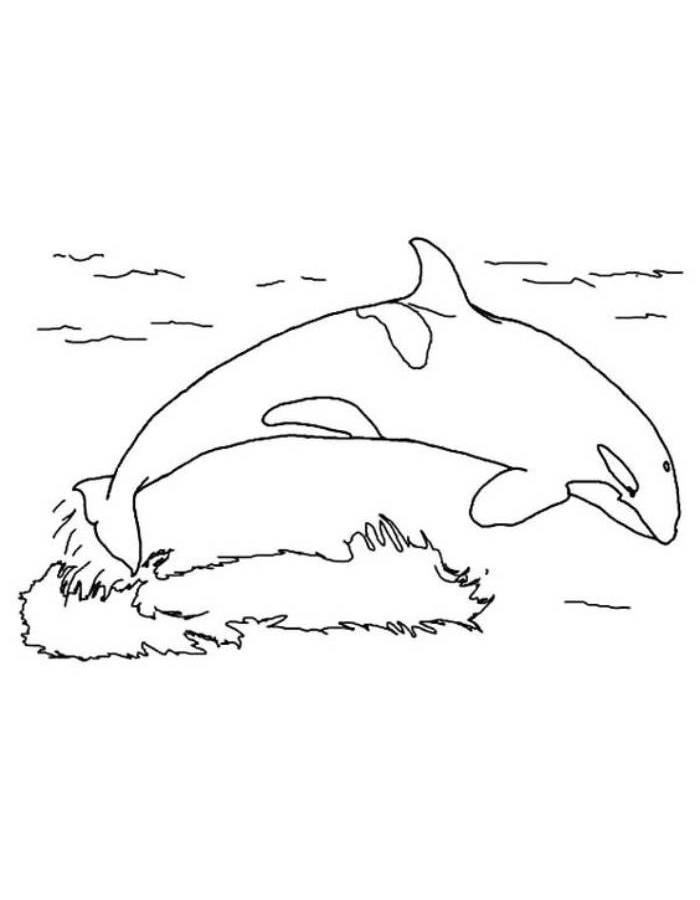 Orca Coloring Pages