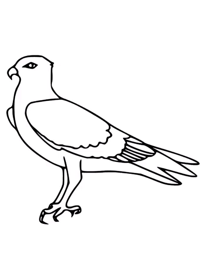 Osprey Bird Coloring Page