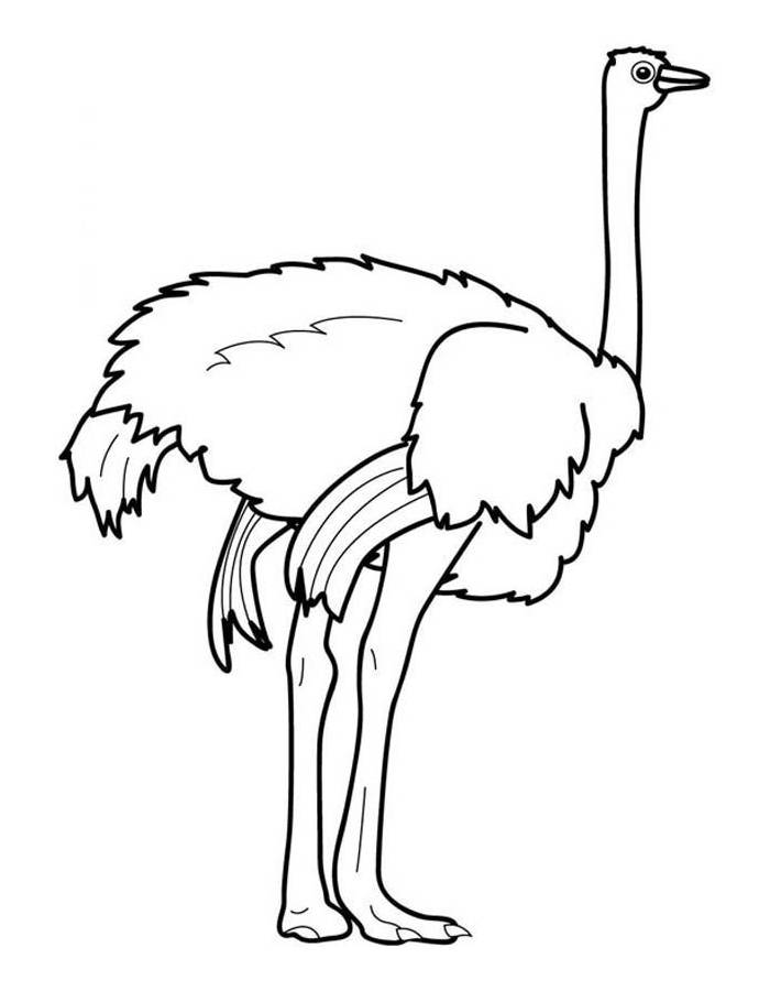 Ostrich Outline Pdf Coloring Page