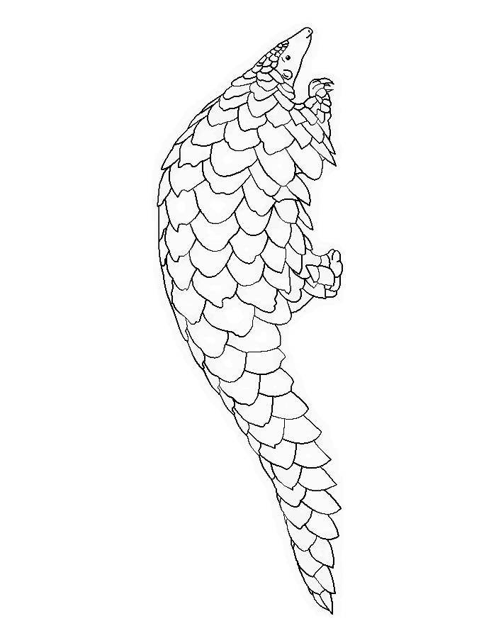 Pangolin Coloring Page