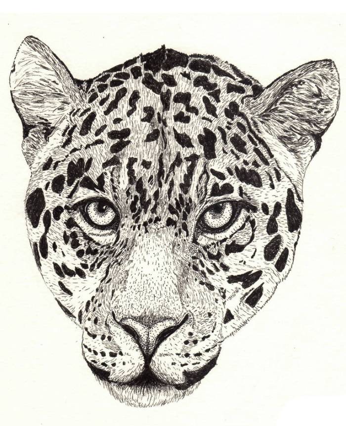 Panthera Onca Coloring Page